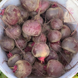 HC Purple Top Beet Seeds | Beta vulgaris | Nutritious Red Root Vegetable