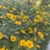 False Sunflower Seeds | Heliopsis helianthoides | Perennial Yellow Garden Bloom