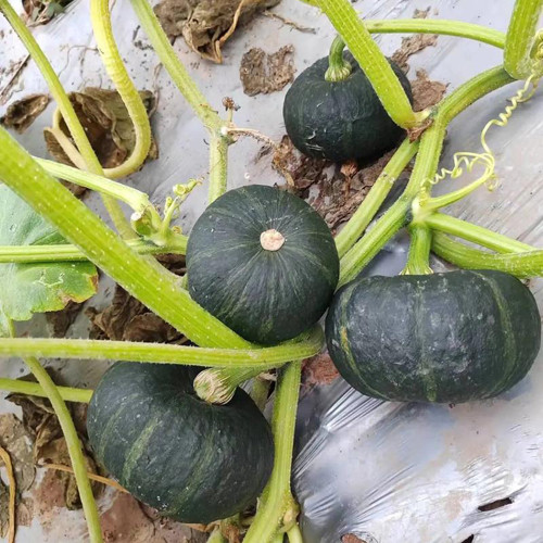 Mini Black Baby Pumpkin Seeds | Cucurbita maxima | Hybrid Dark Green Sweet Kabocha Squash