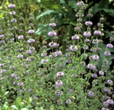 Pennyroyal Mint Heirloom Seeds | Mentha pulegium | Aromatic Insect Repellent Herb