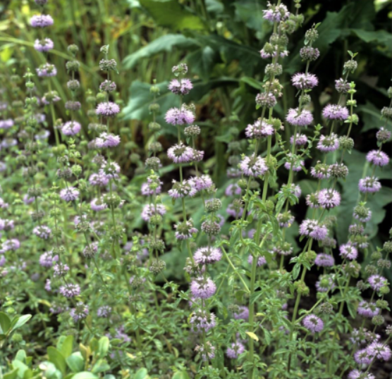 Pennyroyal Mint Heirloom Seeds | Mentha pulegium | Aromatic Insect Repellent Herb