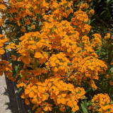 Orange Wallflower Seeds | Erysimum cheiri | Strong Scent Spring Ornamental Flower
