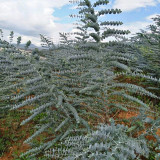 Small Coin Leaf Eucalyptus Seeds | Eucalyptus cinerea | Silvery Round Leaf Cut Flower Filler