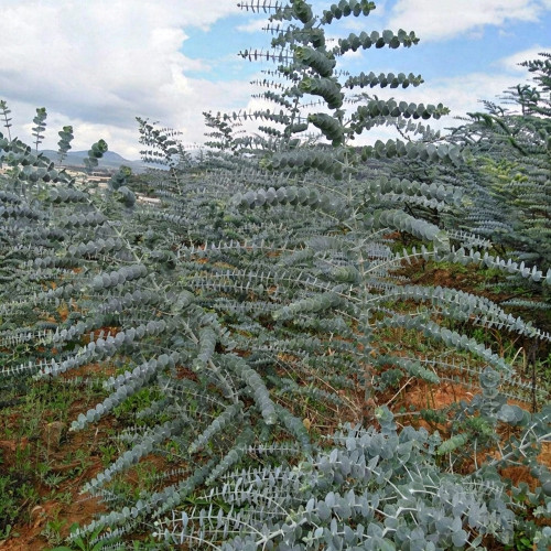 Small Coin Leaf Eucalyptus Seeds | Eucalyptus cinerea | Silvery Round Leaf Cut Flower Filler