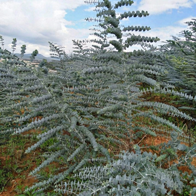 Small Coin Leaf Eucalyptus Seeds | Eucalyptus cinerea | Silvery Round Leaf Cut Flower Filler