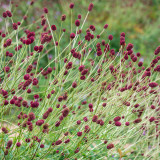 Great Burnet Seeds | Sanguisorba officinalis | Perennial Red Spherical Cut Flower