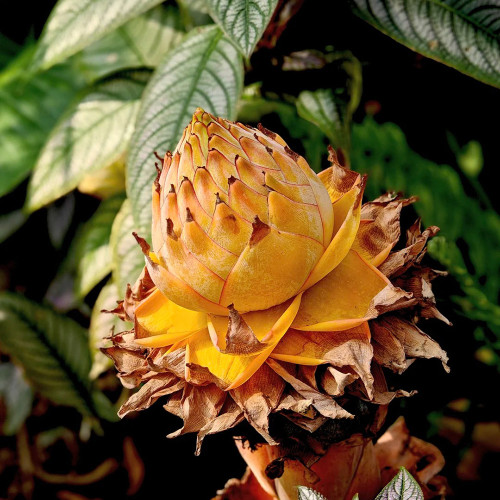 Ground Burst Golden Lotus Seeds | Musella lasiocarpa | Long Blooming Sacred Tropical Flower