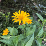 False Sunflower Seeds | Heliopsis helianthoides | Perennial Yellow Garden Bloom