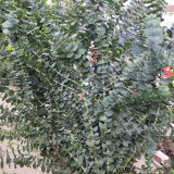 Small Coin Leaf Eucalyptus Seeds | Eucalyptus cinerea | Silvery Round Leaf Cut Flower Filler