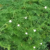 White Cypress Vine Seeds | Ipomoea quamoclit | Feather Leaf White Star Climbing Flower
