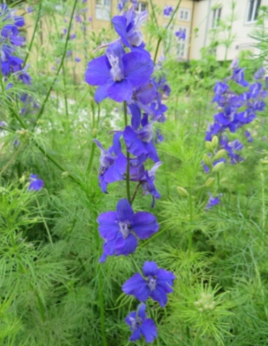 Mixed Blue Pink White Larkspur Seeds | Delphinium ajacis | Fresh This Year Tall Spire Cut Flower
