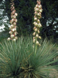 Soapweed Yucca Seeds | Yucca glauca | Cold Hardy Drought Tolerant Landscape Succulent