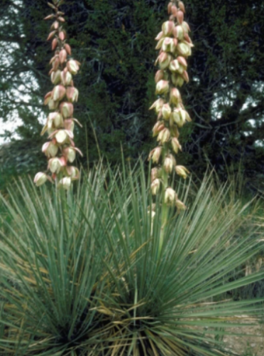 Soapweed Yucca Seeds | Yucca glauca | Cold Hardy Drought Tolerant Landscape Succulent