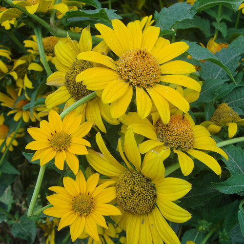 False Sunflower Seeds | Heliopsis helianthoides | Perennial Yellow Garden Bloom