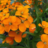 Orange Wallflower Seeds | Erysimum cheiri | Strong Scent Spring Ornamental Flower