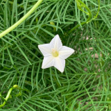 White Cypress Vine Seeds | Ipomoea quamoclit | Feather Leaf White Star Climbing Flower
