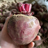 HC Purple Top Beet Seeds | Beta vulgaris | Nutritious Red Root Vegetable