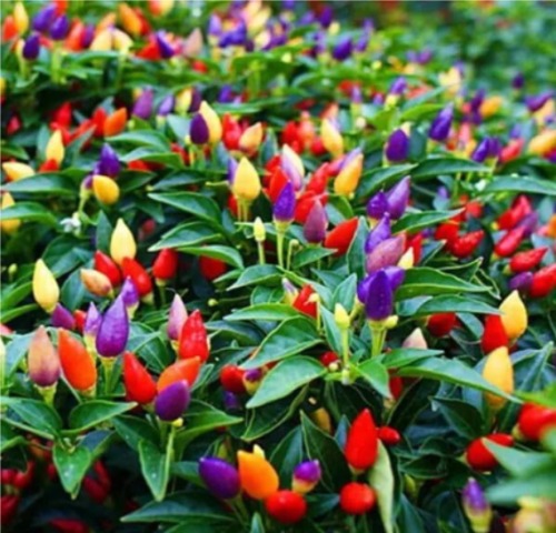 NuMex Twilight Pepper Seeds | Capsicum annuum | Florida Grown Rare Multicolor Ornamental Chili
