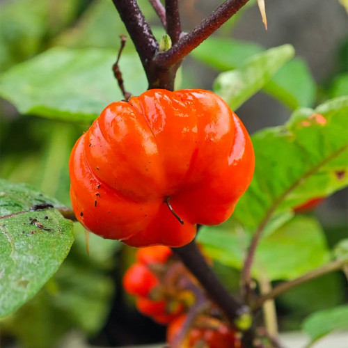 African Red Scarlet Eggplant Seeds | Solanum integrifolium | Bright Red Decorative Ornamental Fruit