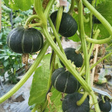 Mini Black Baby Pumpkin Seeds | Cucurbita maxima | Hybrid Dark Green Sweet Kabocha Squash