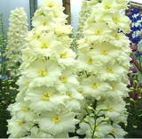 Giant White Delphinium Seeds | Delphinium cultorum | Tall Spire Perennial Cut Flower Plant