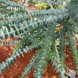 Small Coin Leaf Eucalyptus Seeds | Eucalyptus cinerea | Silvery Round Leaf Cut Flower Filler