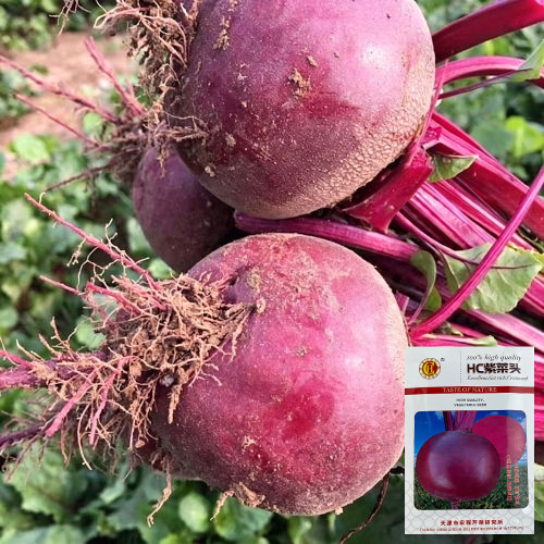 HC Purple Top Beet Seeds | Beta vulgaris | Nutritious Red Root Vegetable