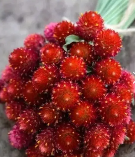 Strawberry Fields Gomphrena Seeds | Gomphrena globosa | Vivid Lipstick Red Everlasting Globe Blooms