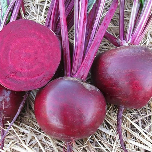 HC Purple Top Beet Seeds | Beta vulgaris | Nutritious Red Root Vegetable