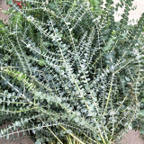 Small Coin Leaf Eucalyptus Seeds | Eucalyptus cinerea | Silvery Round Leaf Cut Flower Filler
