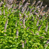 Spearmint Mint Seeds | Mentha spicata | Edible Culinary Herb For Tea & Cocktails