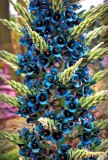Sapphire Tower Puya Seeds | Puya alpestris | Rare Exotic Metallic Teal Bromeliad Flower