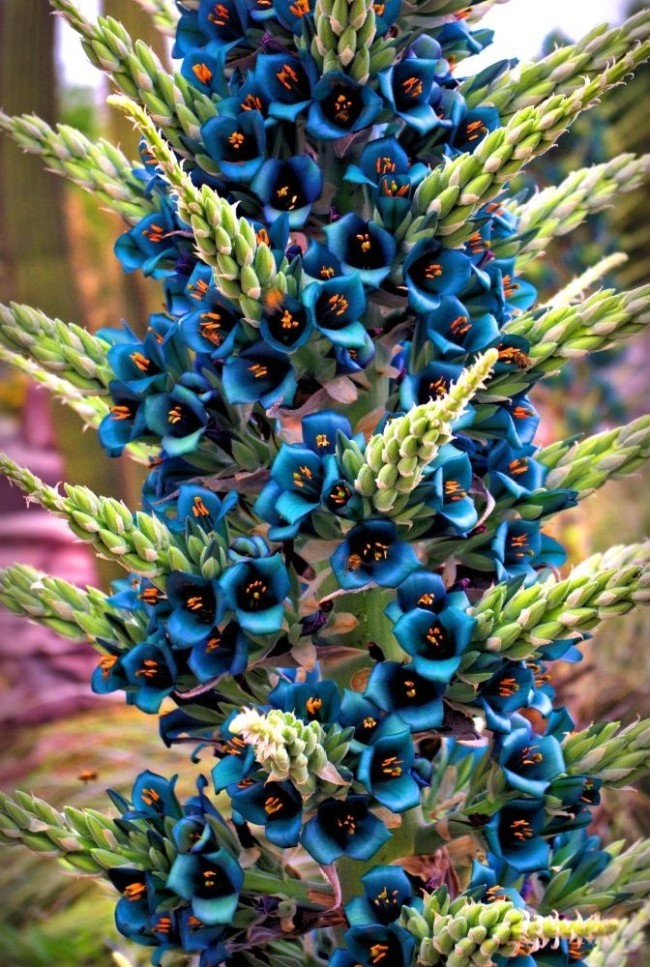 Sapphire Tower Puya Seeds | Puya alpestris | Rare Exotic Metallic Teal Bromeliad Flower