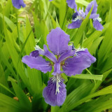 Blue Butterfly Iris Seeds | Iris tectorum | Perennial Purple Blue Landscape Border Flower