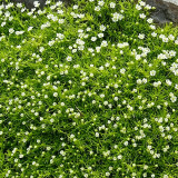 Irish Moss Seeds | Sagina subulata | Perennial Low Carpet Ground Cover For Mini Landscape