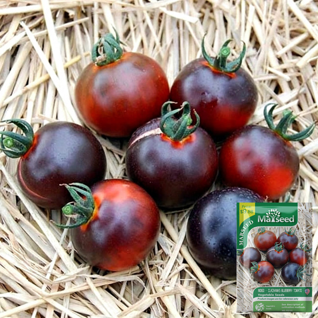Clackamas Blueberry Indigo Tomato Seeds | Solanum lycopersicum | Anthocyanin Rich Heirloom Cherry Tomato