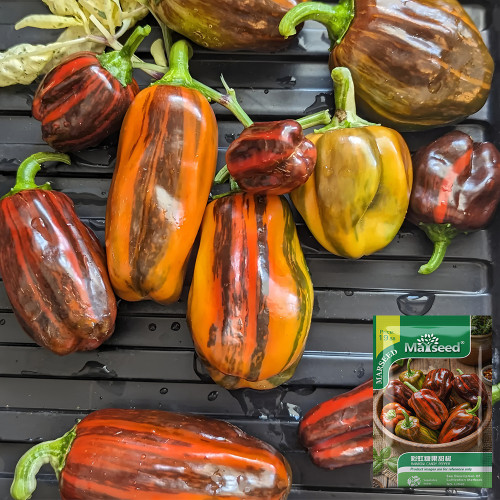 Rainbow Candy Sweet Pepper Seeds | Capsicum annuum | Zero Heat Striped Mini Snack Bell Pepper