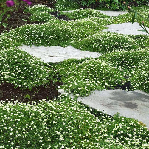 Irish Moss Seeds | Sagina subulata | Perennial Low Carpet Ground Cover For Mini Landscape