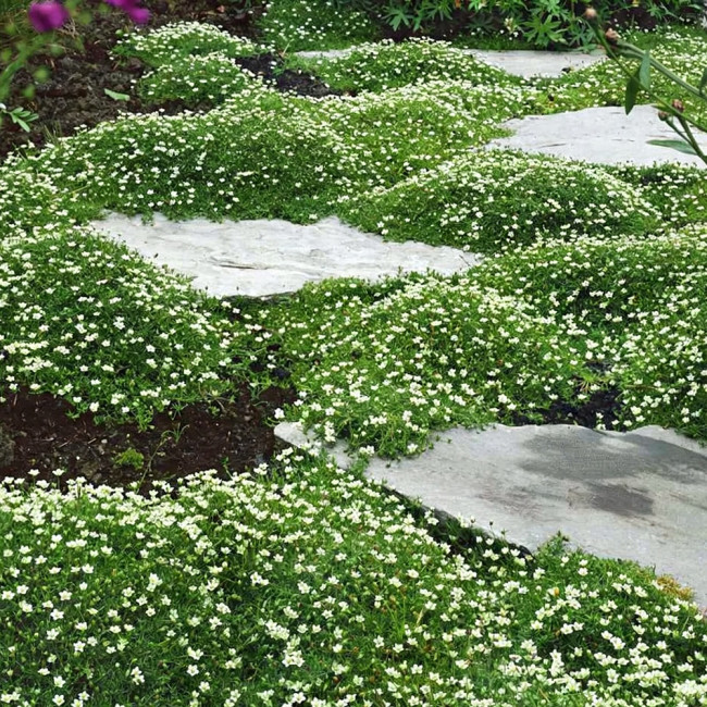 Irish Moss Seeds | Sagina subulata | Perennial Low Carpet Ground Cover For Mini Landscape