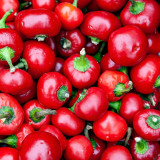 Red Hot Cherry Pepper Seeds | Capsicum annuum | Medium Heat Pickling Chili For Hot Sauce