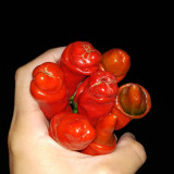 Red Peter Pepper Seeds | Capsicum annuum | Unique Novelty Shaped Edible Ornamental Chili