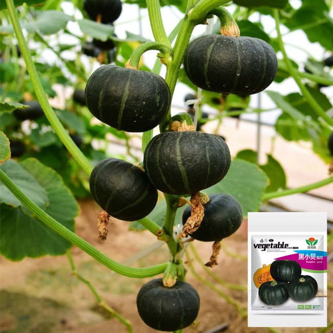 Mini Black Baby Pumpkin Seeds | Cucurbita maxima | Hybrid Dark Green Sweet Kabocha Squash