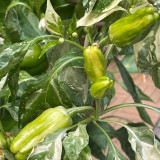 Rainbow Candy Sweet Pepper Seeds | Capsicum annuum | Zero Heat Striped Mini Snack Bell Pepper