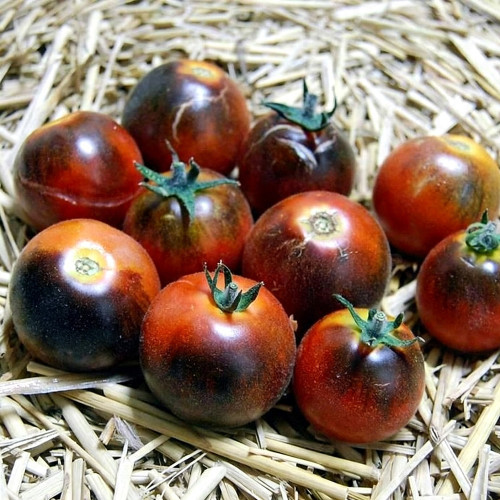 Clackamas Blueberry Indigo Tomato Seeds | Solanum lycopersicum | Anthocyanin Rich Heirloom Cherry Tomato