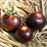 Clackamas Blueberry Indigo Tomato Seeds | Solanum lycopersicum | Anthocyanin Rich Heirloom Cherry Tomato
