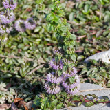 Pennyroyal Mint Seeds | Mentha pulegium | Non Edible Natural Insect Repellent Sachet Herb