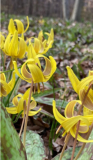 Yellow Trout Lily Bulbs | Erythronium americanum | Native Shade Woodland Spring Ephemeral Flower