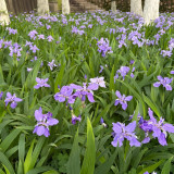 Blue Butterfly Iris Seeds | Iris tectorum | Perennial Purple Blue Landscape Border Flower