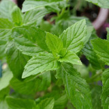 Crinkled Curly Mint Seeds | Mentha piperita crispa | Edible Cool Scent Aromatic Peppermint