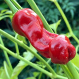 Red Peter Pepper Seeds | Capsicum annuum | Unique Novelty Shaped Edible Ornamental Chili
